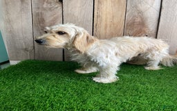 Mini Goldendoodle dogs for sale: Jasper - Image 6