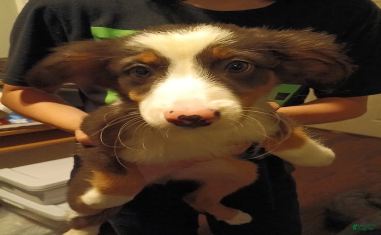 Miniature Australian Shepherd dogs for sale - Ad 4