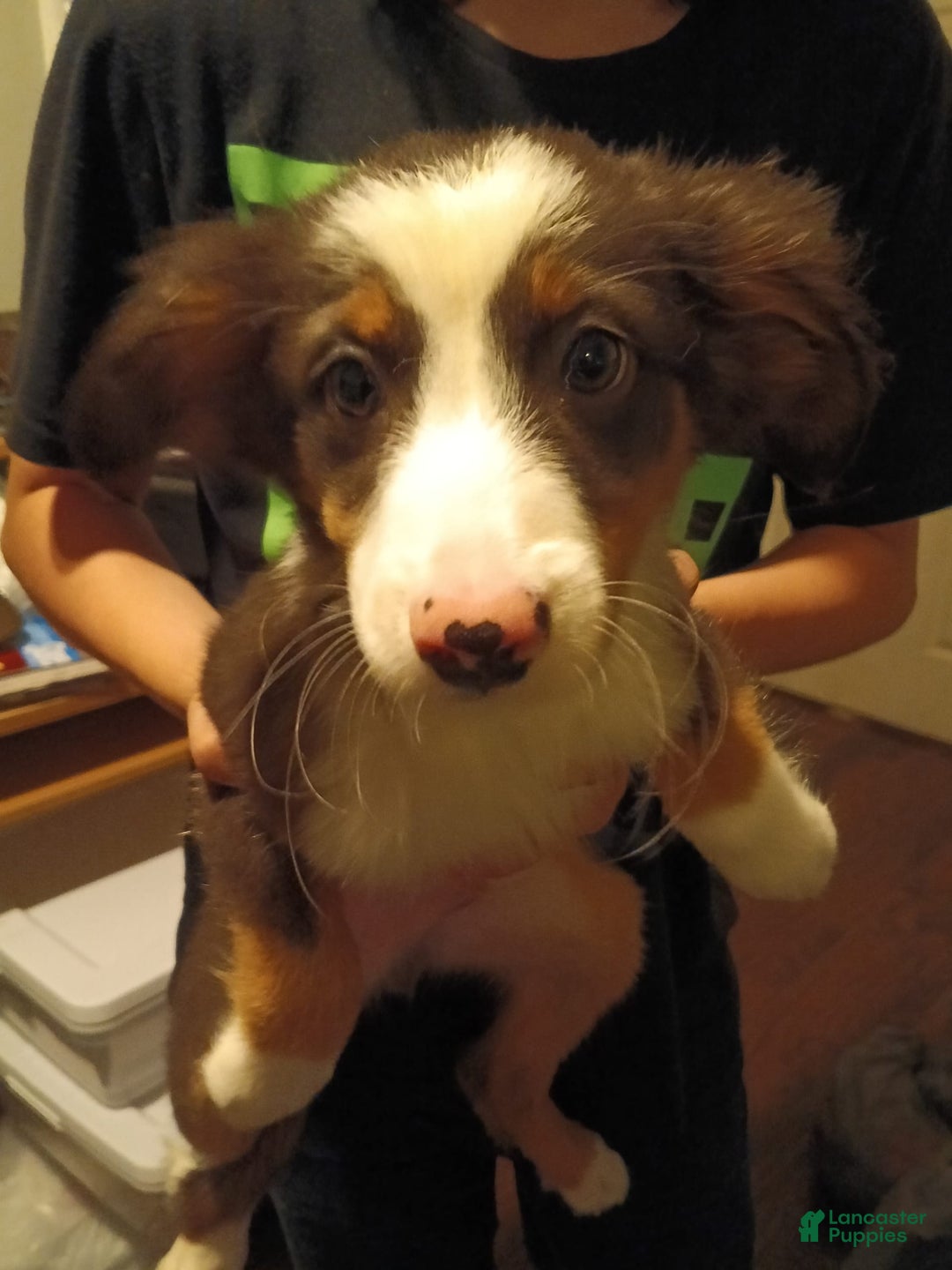 Miniature Australian Shepherd dogs for sale: Ginny - Image 1