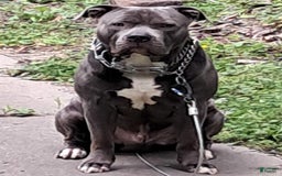 American Staffordshire Terrier dogs for sale: Villain - Image 3