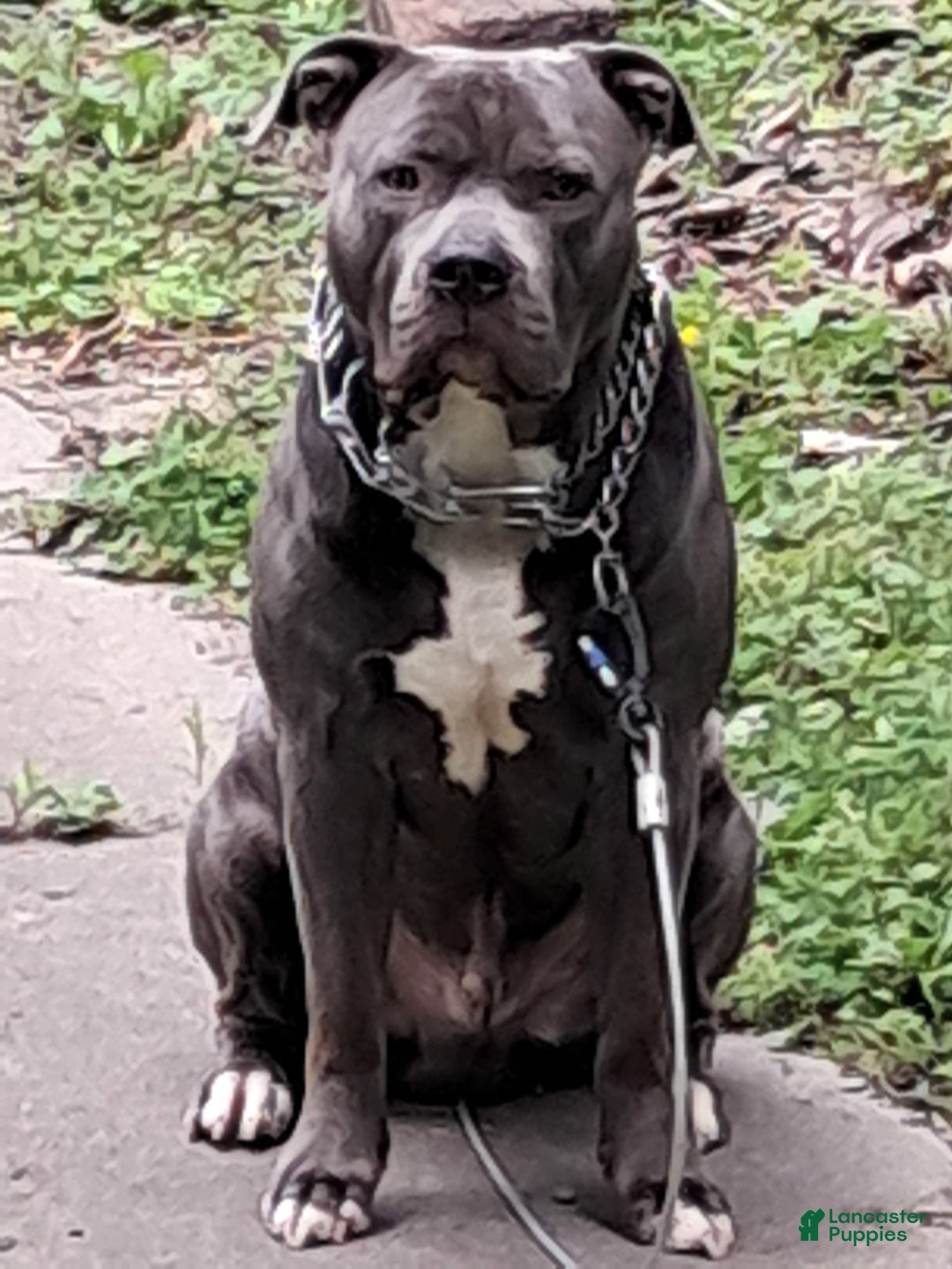 American Staffordshire Terrier dogs for sale: Villain - Image 3