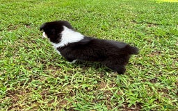 Australian Shepherd dogs for sale: Miss Sally - Image 5