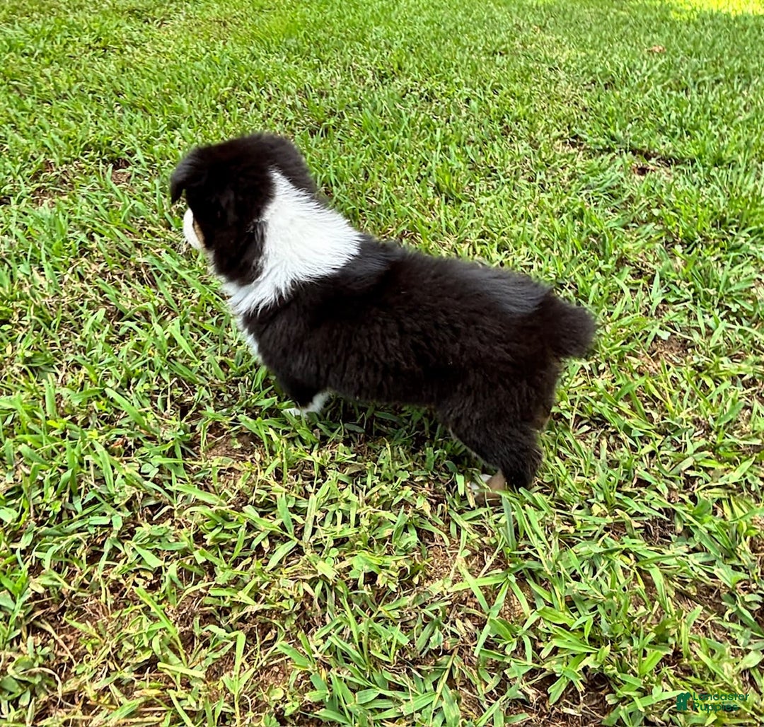 Australian Shepherd dogs for sale: Miss Sally - Image 5