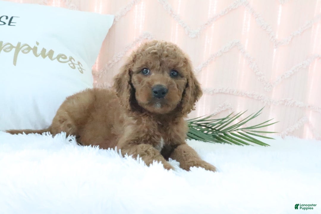 Goldendoodle dogs for sale: Trixie - Image 4
