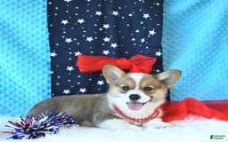 Welsh Corgi Pembroke dogs for sale: Linton - Image 6