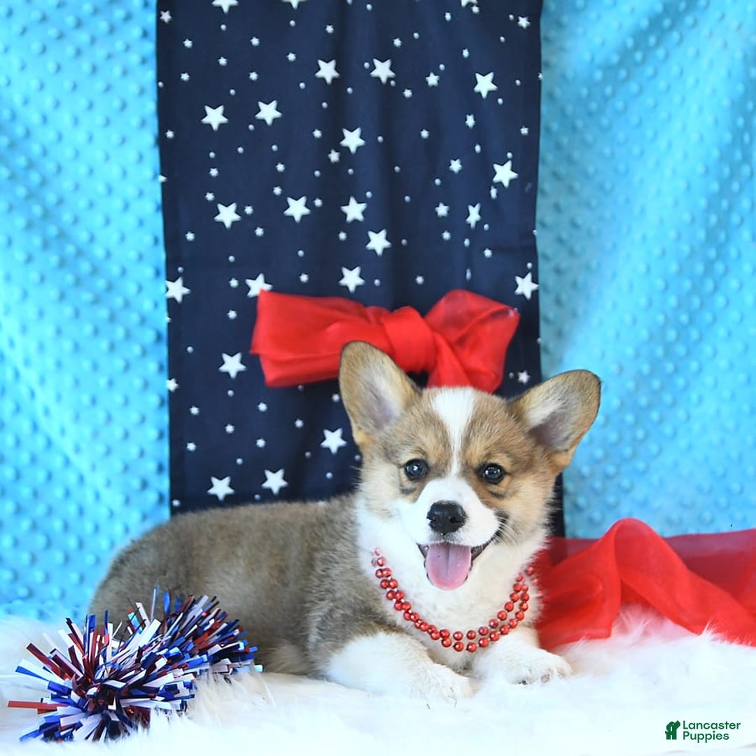 Welsh Corgi Pembroke dogs for sale: Linton - Image 6