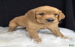 Goldendoodle dogs for sale: Raine - Image 2