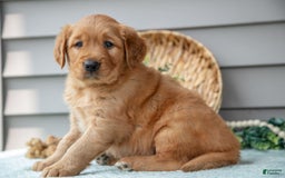 Golden Retriever dogs for sale: Newton - Image 2