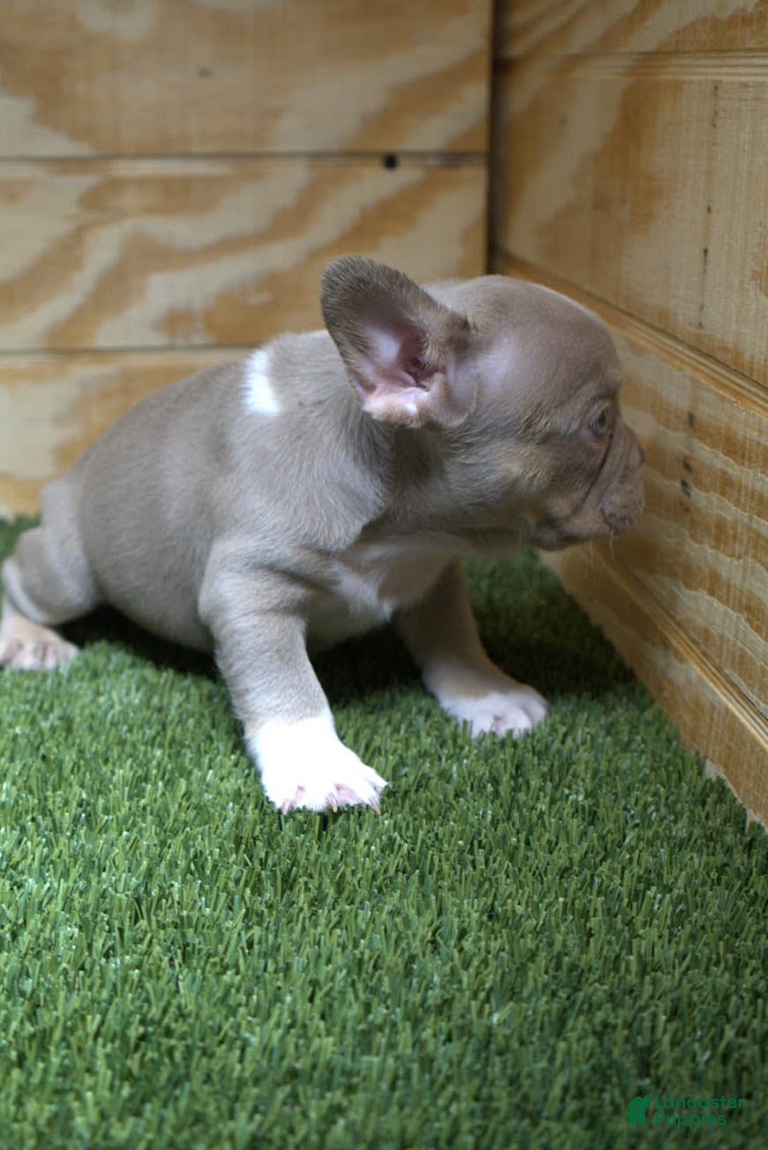 French Bulldog dogs for sale: Blaze - Image 6