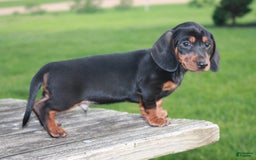 Miniature Dachshund dogs for sale: Chief - Image 4
