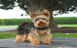 Yorkshire Terrier dogs for sale: Willis - Image 1