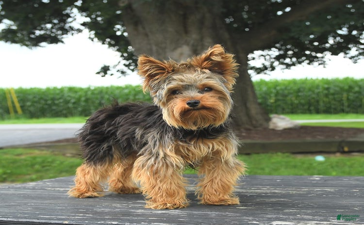 Yorkshire Terrier dogs for sale - Ad 1