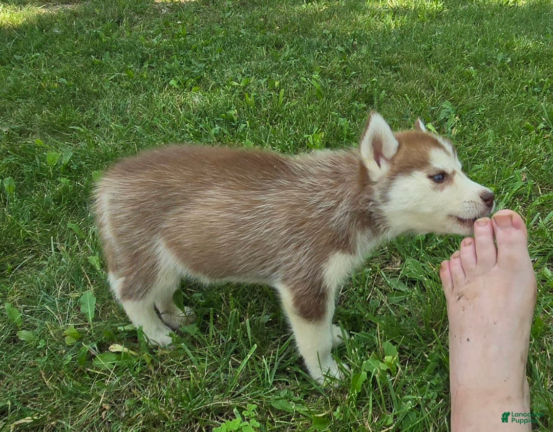 Siberian Husky dogs for sale: Lily - Image 3