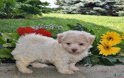 Havanese dogs for sale: Dusty - Image 3