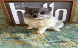 Pomeranian dogs for sale: Aaron - Image 4