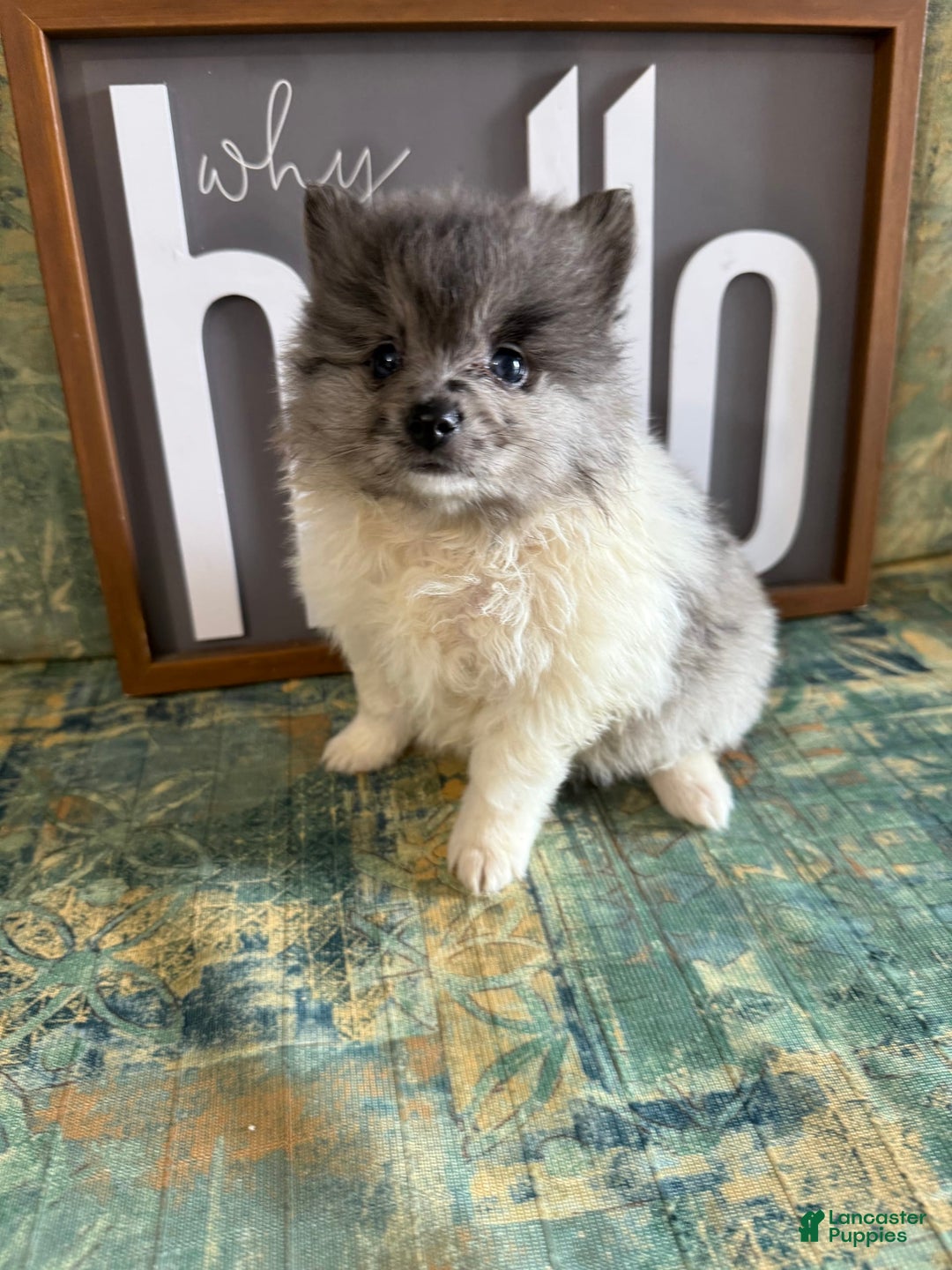 Pomeranian dogs for sale: Aaron - Image 4