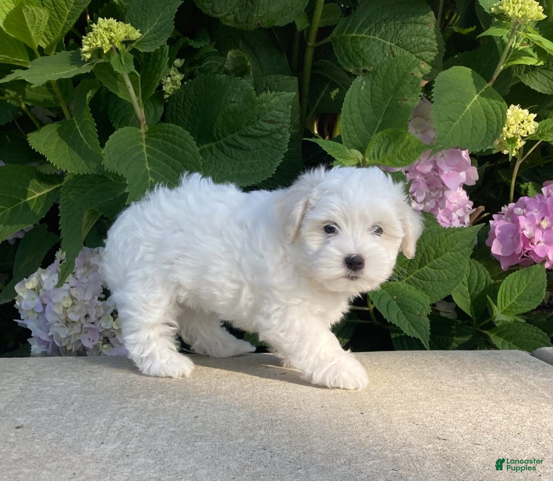 Coton De Tulear dogs for sale: Pearl - Image 14