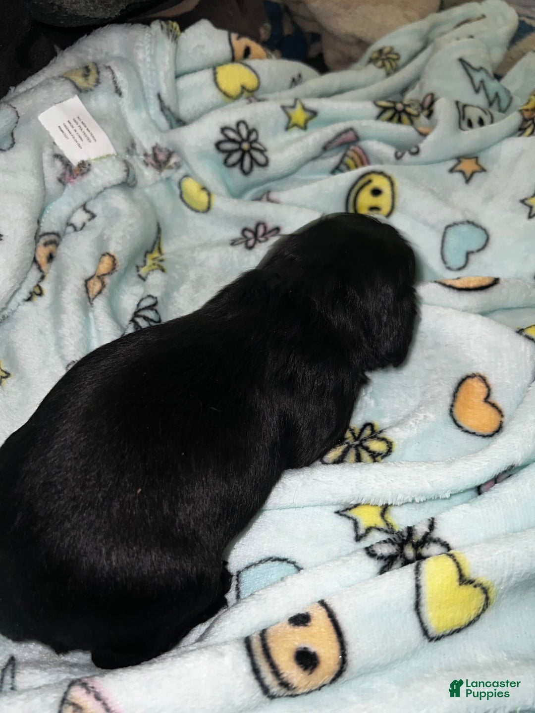 Cocker Spaniel dogs for sale: Black Male 1 - Image 4