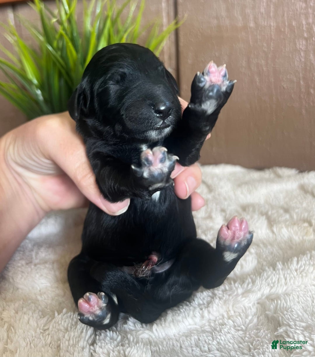 Goldendoodle dogs for sale: Tank - Image 2