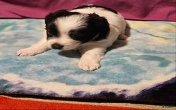 Chihuahua dogs for sale: Oscar - Image 8