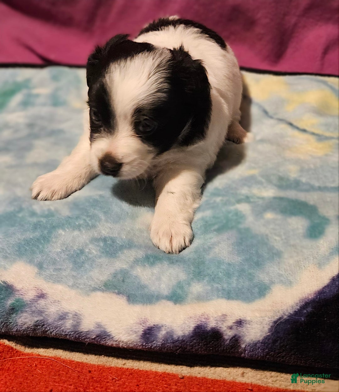 Chihuahua dogs for sale: Oscar - Image 8