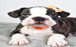 Frenchton dogs for sale: Franklin - Image 9