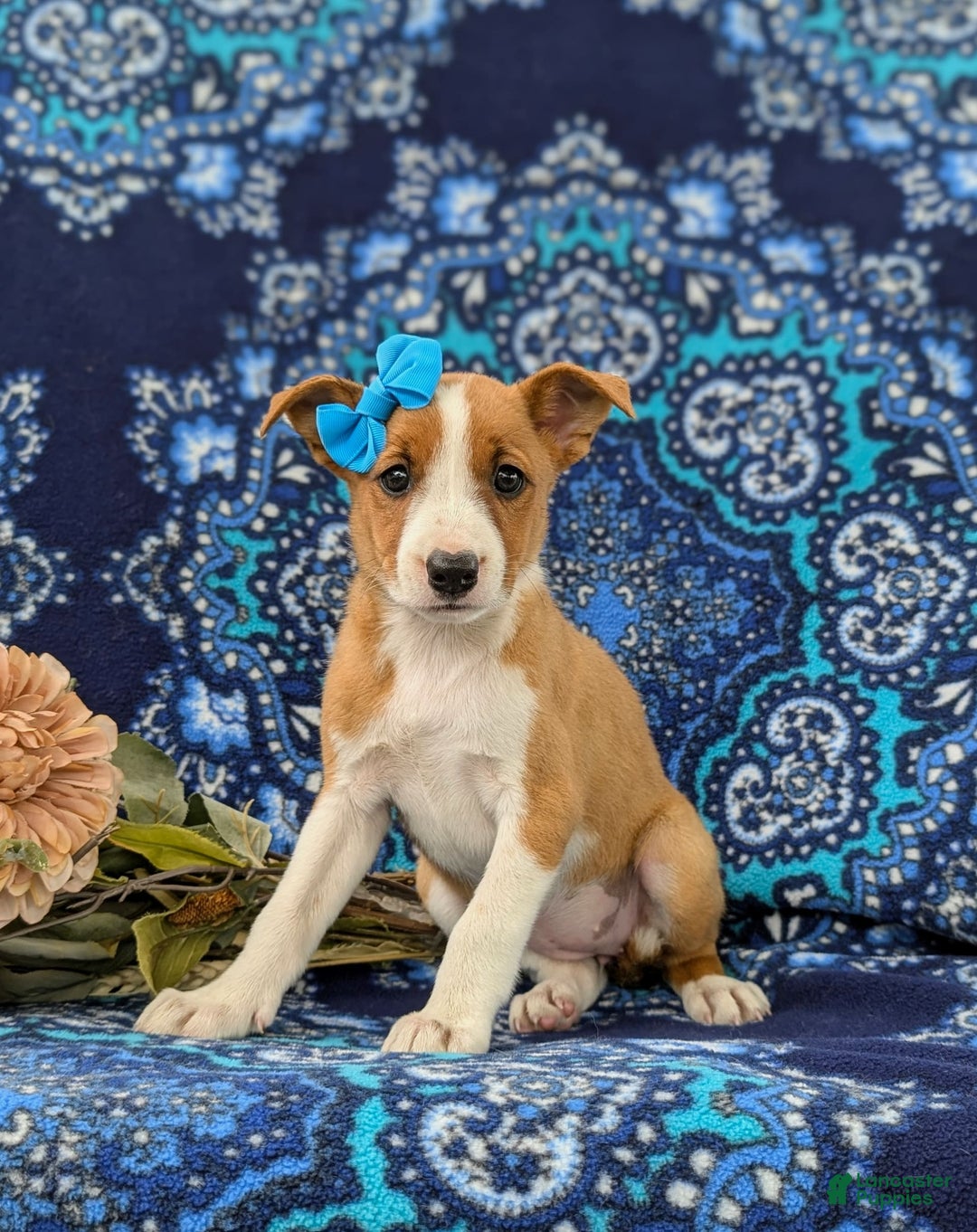 Jack Russell Terrier dogs for sale: Ladi - Image 1