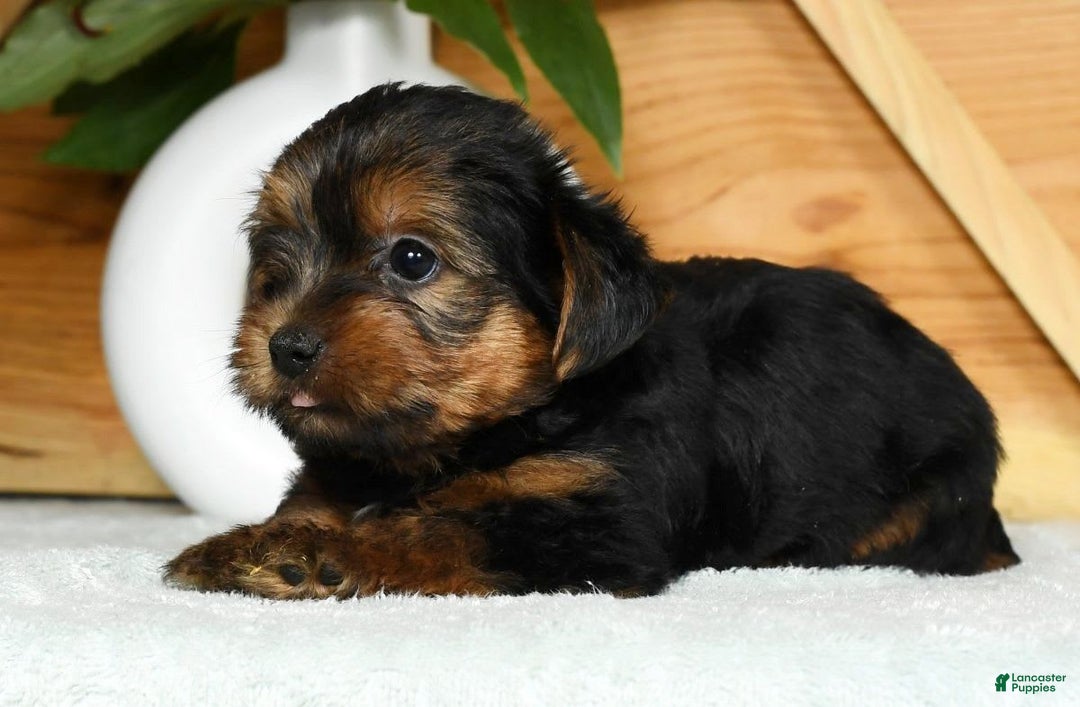 Yorkshire Terrier dogs for sale: Liam - Image 2