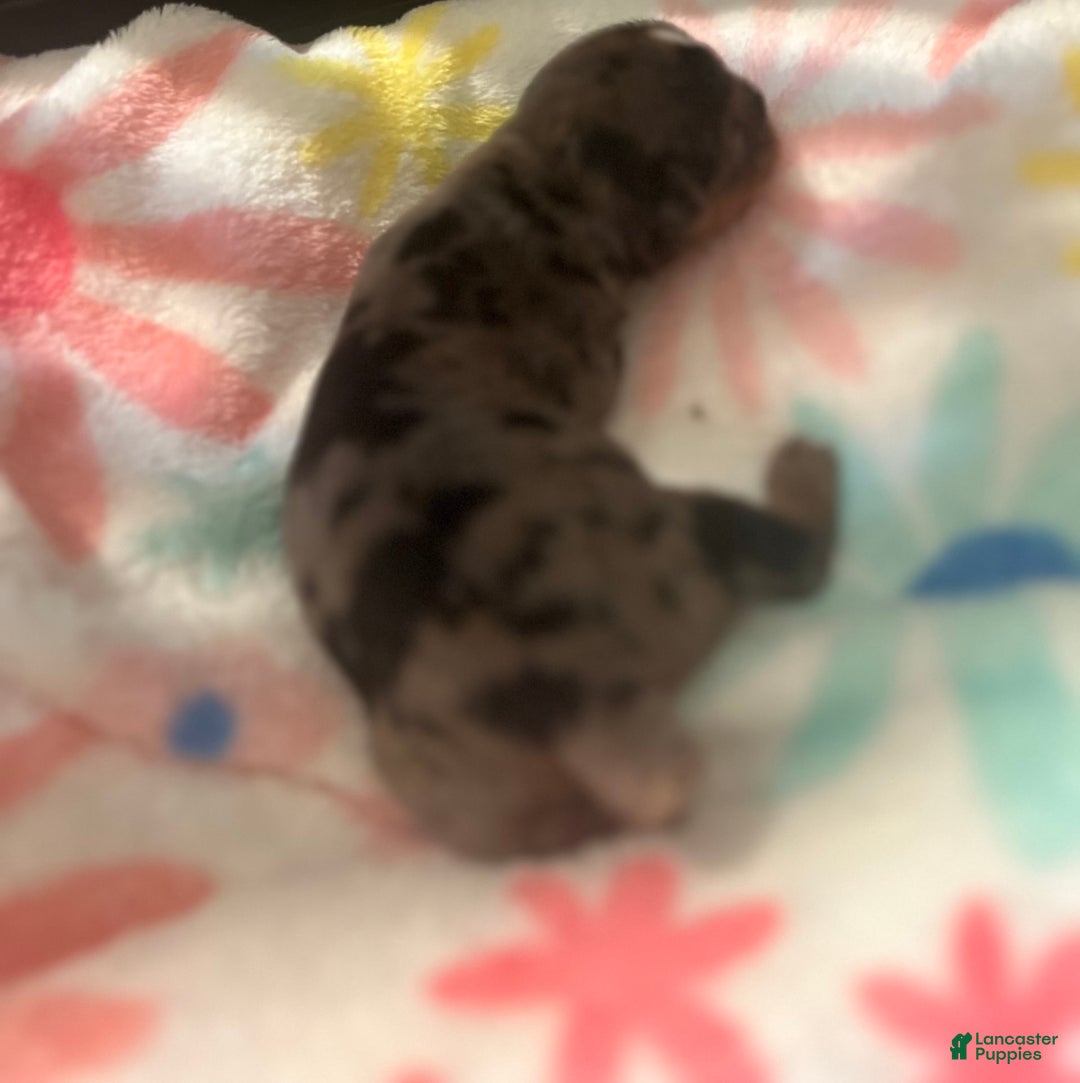Yorkshire Terrier dogs for sale: Patty - Image 2