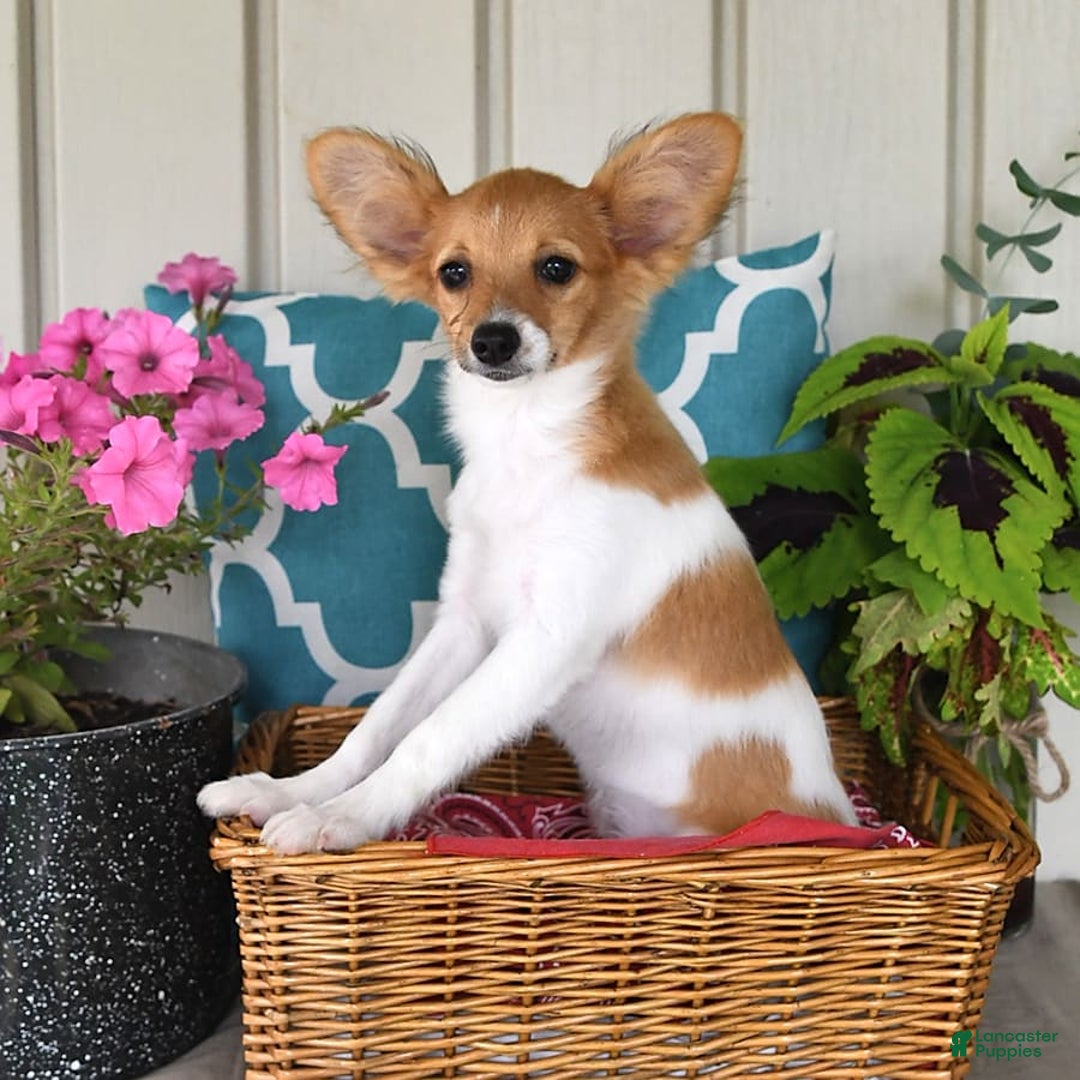 Papillon dogs for sale: Melody - Image 5