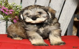 Miniature Schnauzer dogs for sale: Frosty - Image 4