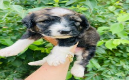 Bernedoodle dogs for sale: 💜 Mango Blossom - Image 2