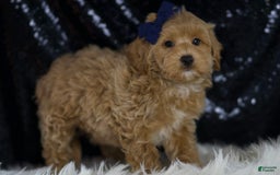 Maltipoo dogs for sale: Dakota - Image 3