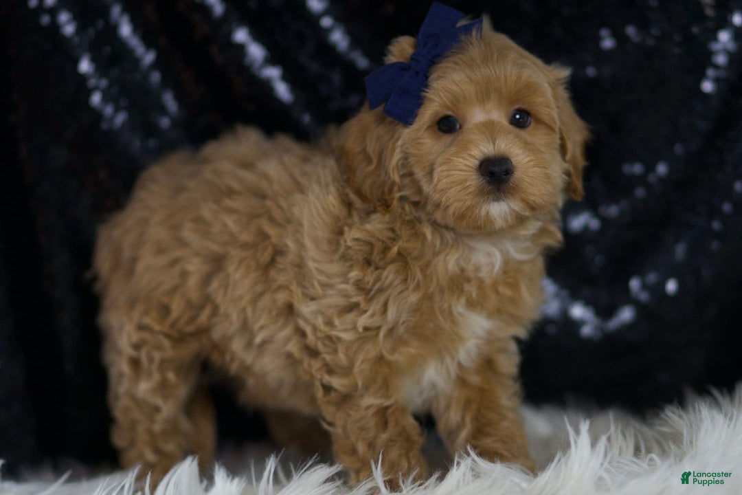 Maltipoo dogs for sale: Dakota - Image 3