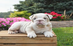 English Bulldog dogs for sale: English Bulldog 4 puppies - Image 10