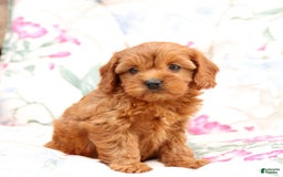 Cavapoo dogs for sale: Cavapoo 5 puppies - Image 15