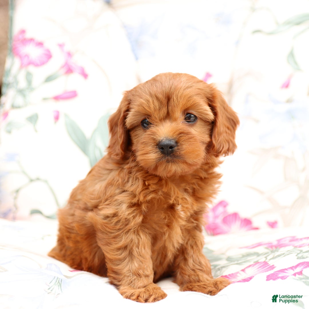 Cavapoo dogs for sale: Cavapoo 5 puppies - Image 15