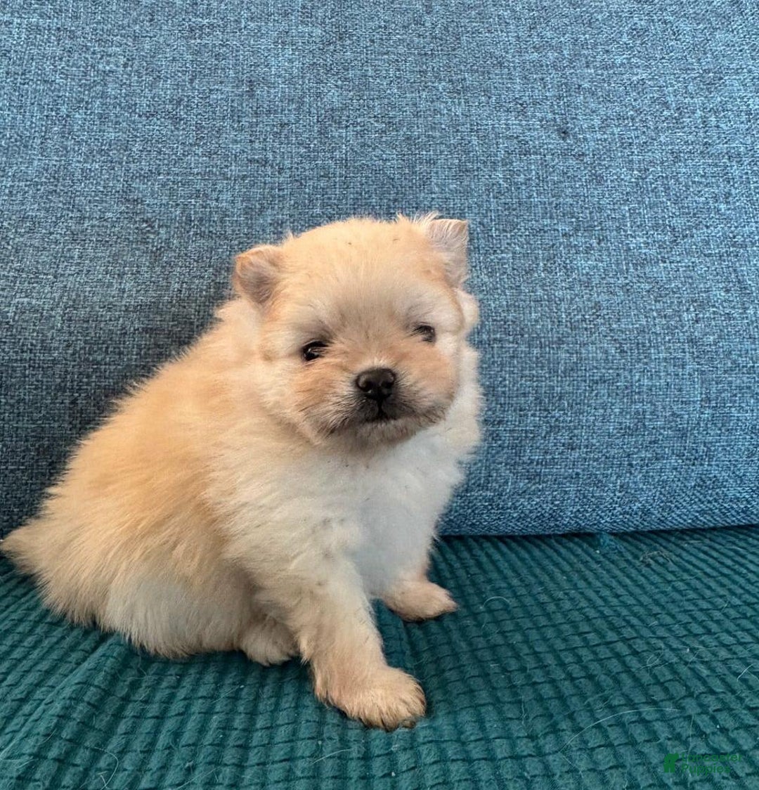 Pomeranian dogs for sale: Bunny - Image 5