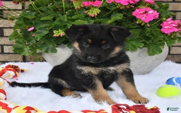 German Shepherd dogs for sale: Cinder - Image 2