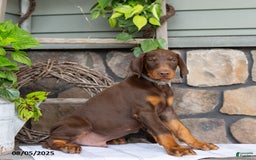 Doberman Pinscher dogs for sale: Ransom - Image 2