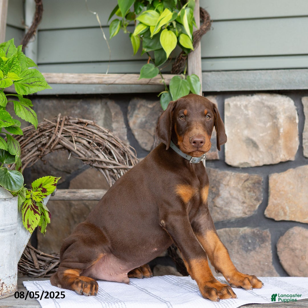 Doberman Pinscher dogs for sale: Ransom - Image 2