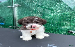 Toy Poodle dogs for sale: Billy - Image 1