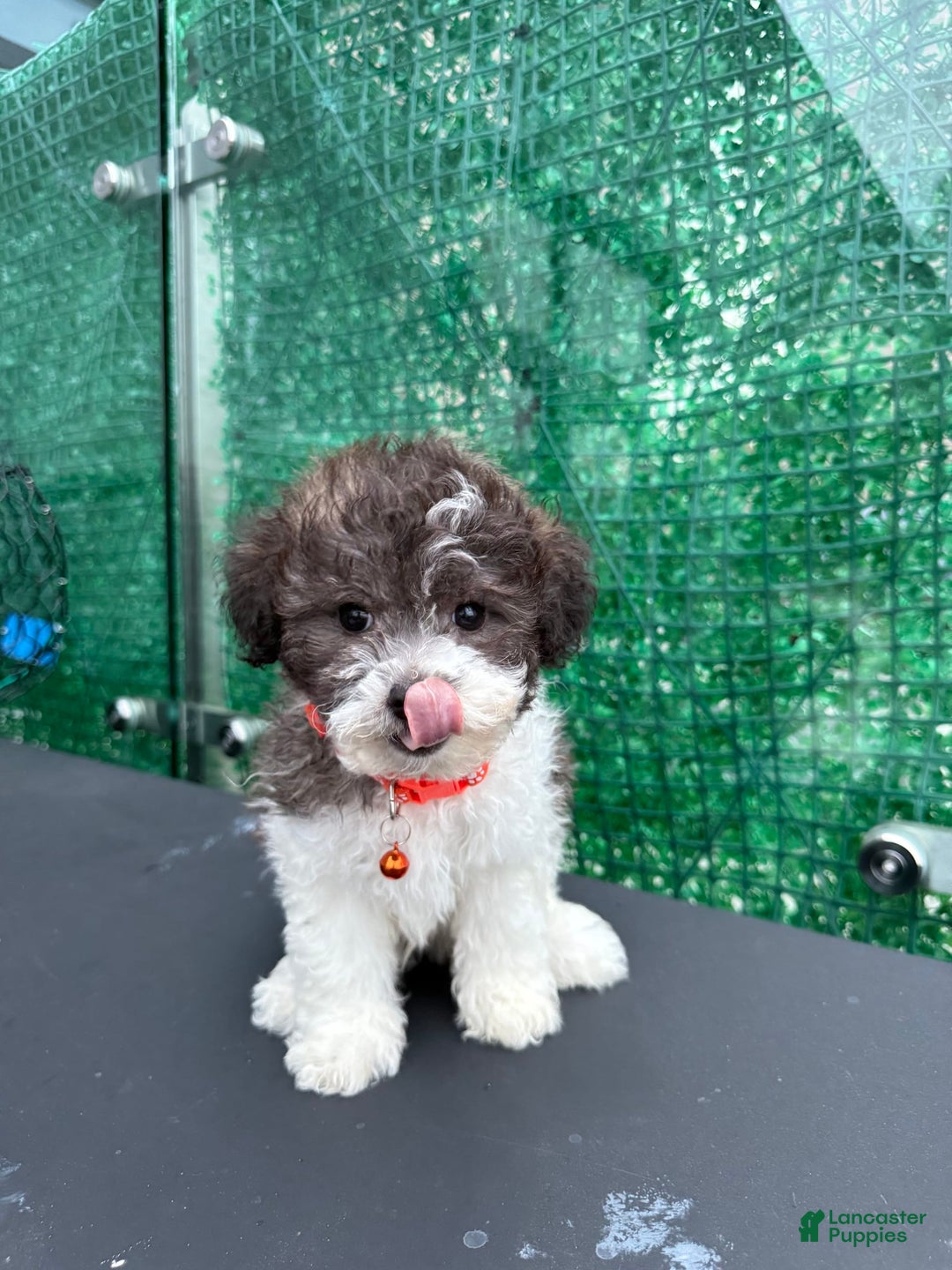 Toy Poodle dogs for sale: Billy - Image 1