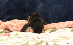 French Bulldog dogs for sale: Vega - Image 3