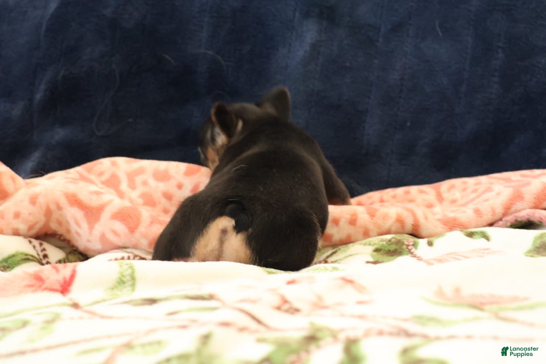 French Bulldog dogs for sale: Vega - Image 3