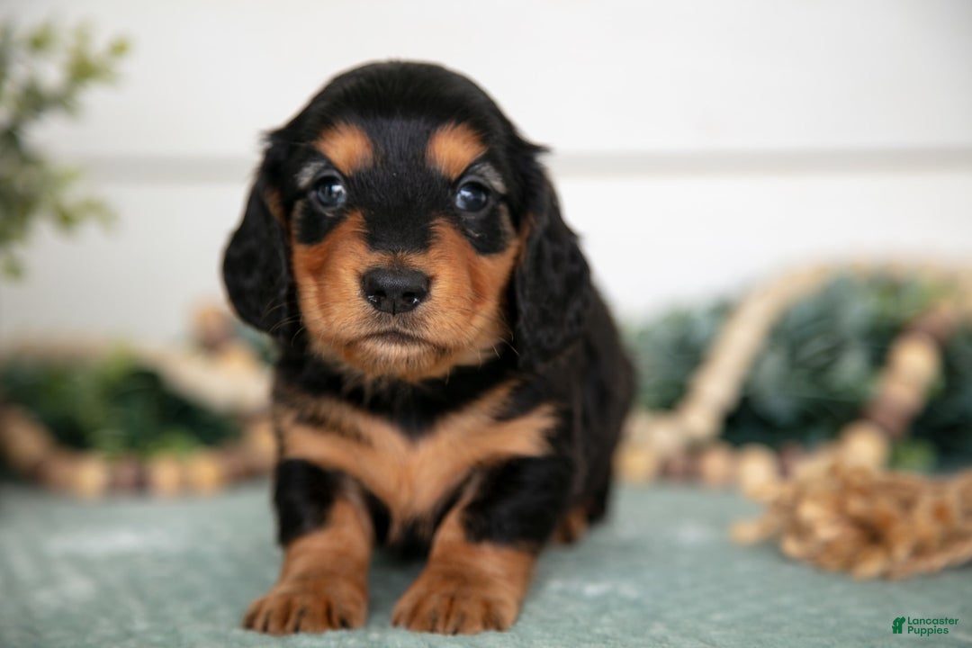 Miniature Dachshund dogs for sale: Pablo - Image 2