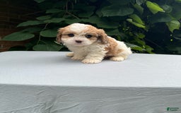 Cavapoo dogs for sale: Dallas - Image 5