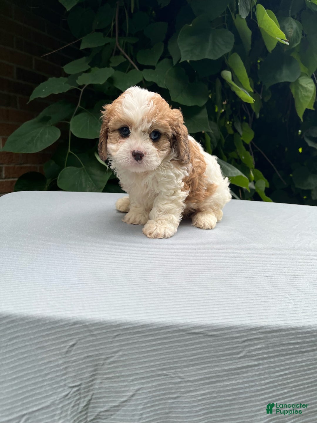 Cavapoo dogs for sale: Dallas - Image 5