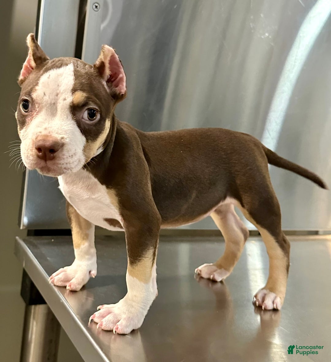 American Bully dogs for sale: Rose - Image 5