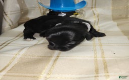 Yorkshire Terrier dogs for sale: 2 Socks - Image 7